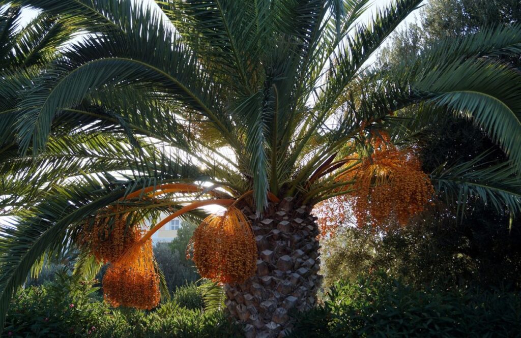Abu Dhabi Dates Market: Discover Arabia’s Golden Treasure