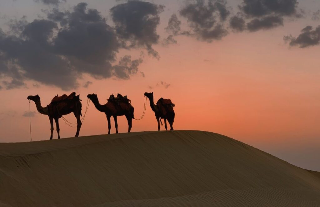 Camel Racing in Dubai: A Cultural Spectacle of Heritage and Speed