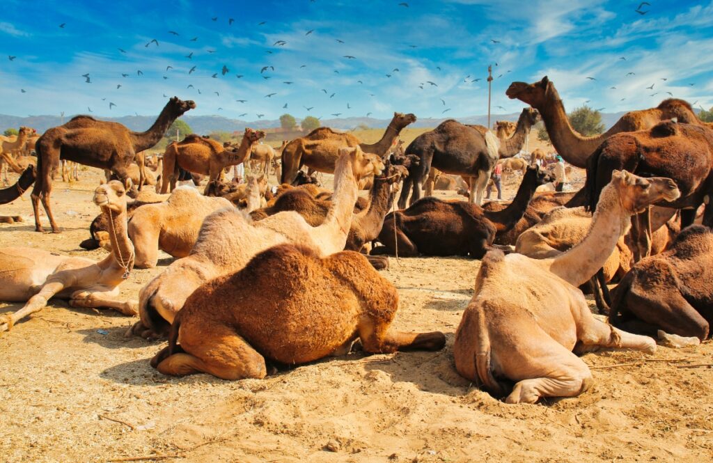 Sharjah Desert Park – Sharjah Zoo and Heritage: A Journey Through Nature and Time